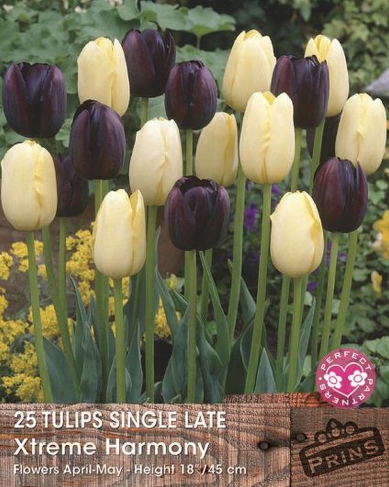 Tulip Single Late Black/Yellow 25 Pack