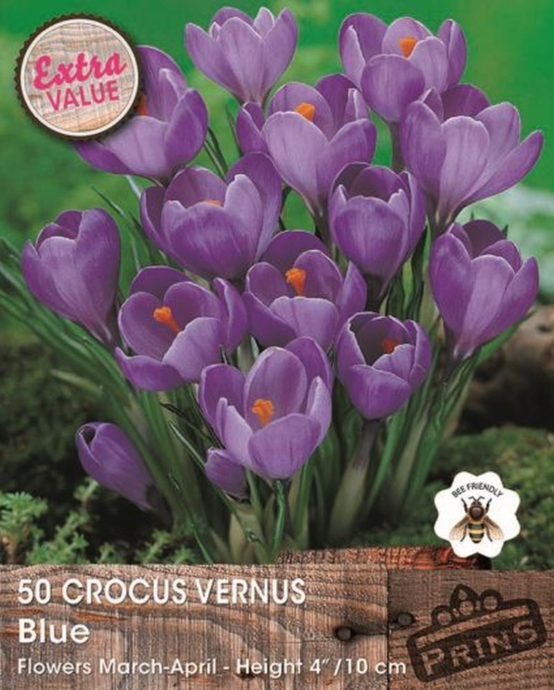 CROCUS BLUE CRATE 50 P.P.