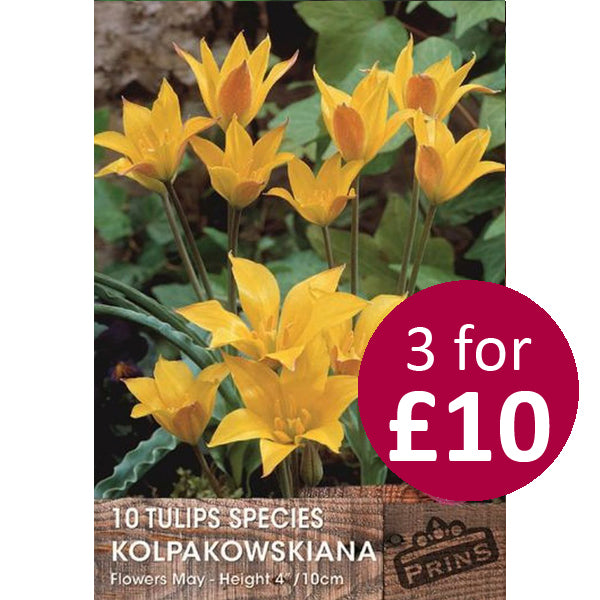 Tulip Mini Kolpakowskiana 10 Pack