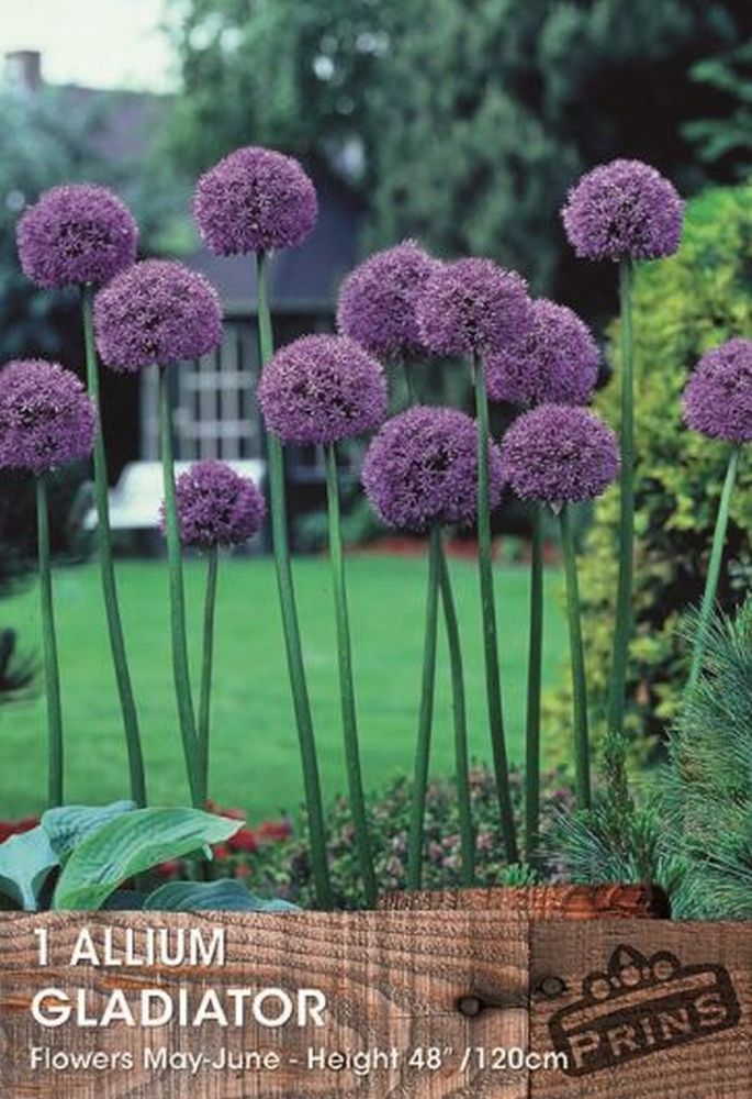 Allium Gladiator 1 Pack