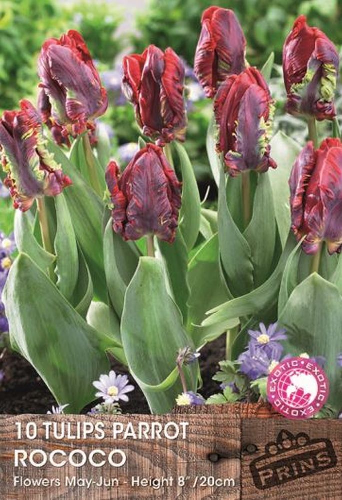 Tulip Exotic Rococo 10 Pack