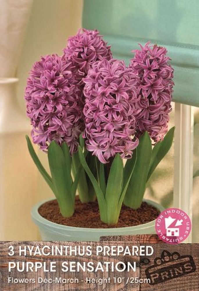 PREP.HYACINTH PURPLE SENS. 3 P.P.