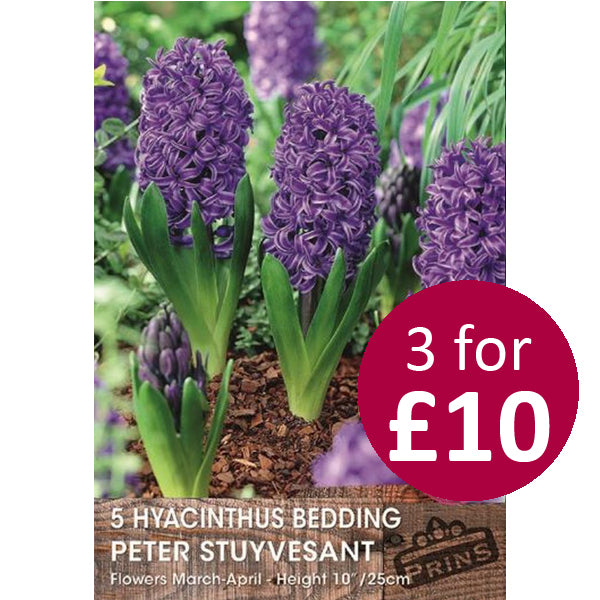 HYACINTH PETER STUYVESANT 5 P.P.