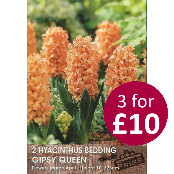 Hyacinth Gipsy Queen 5 P.P.