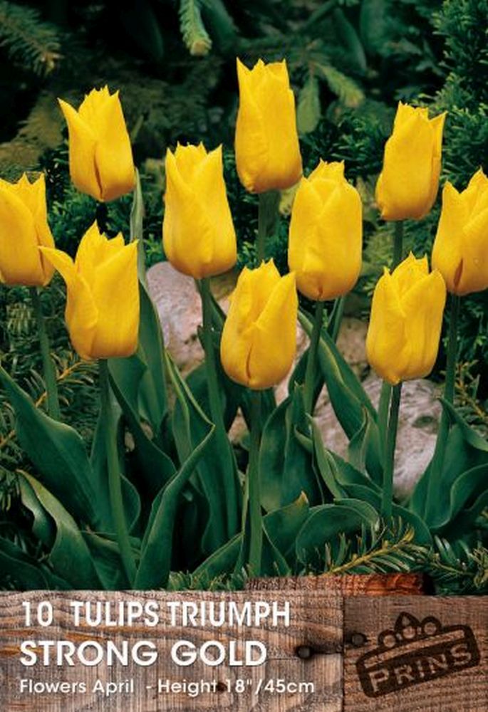 TULIPS STRONG GOLD 10 P.P.