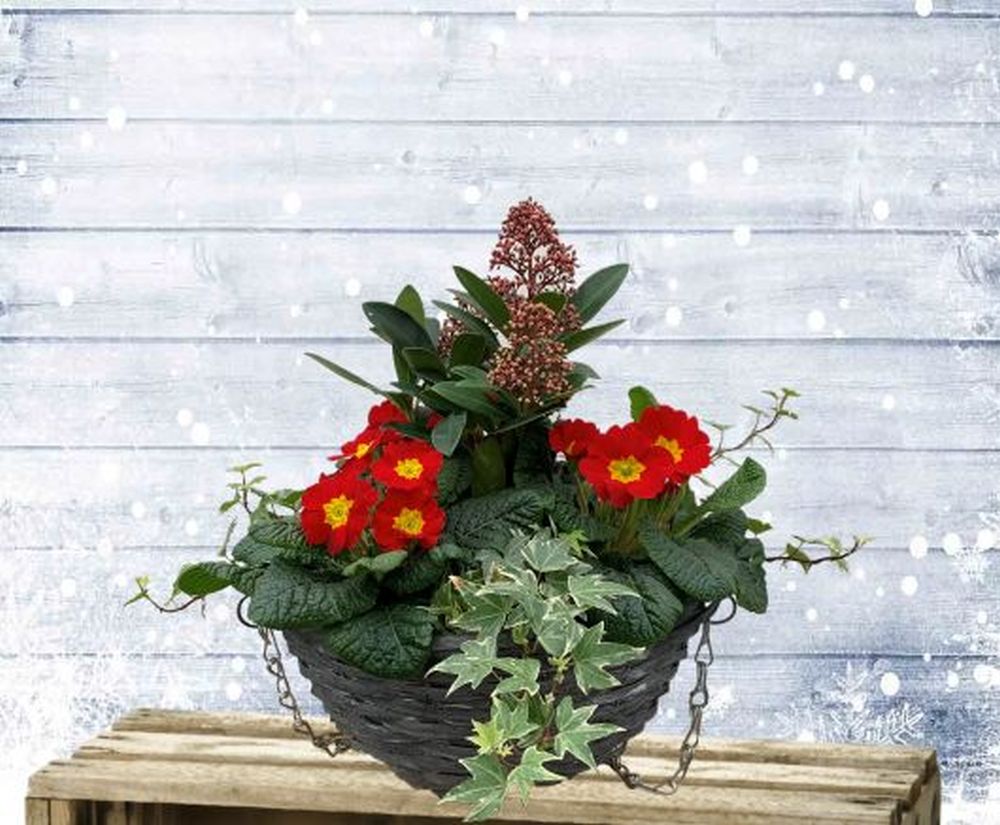 Festive Hanging Basket 29cm