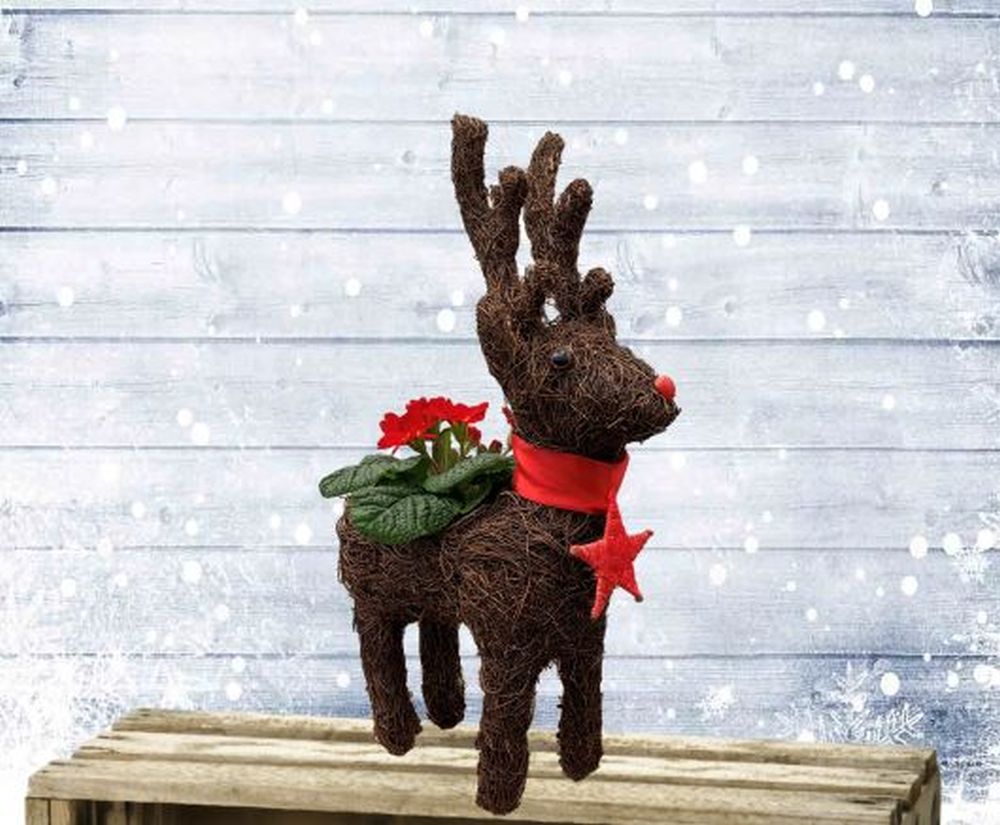 Novelty Reindeer
