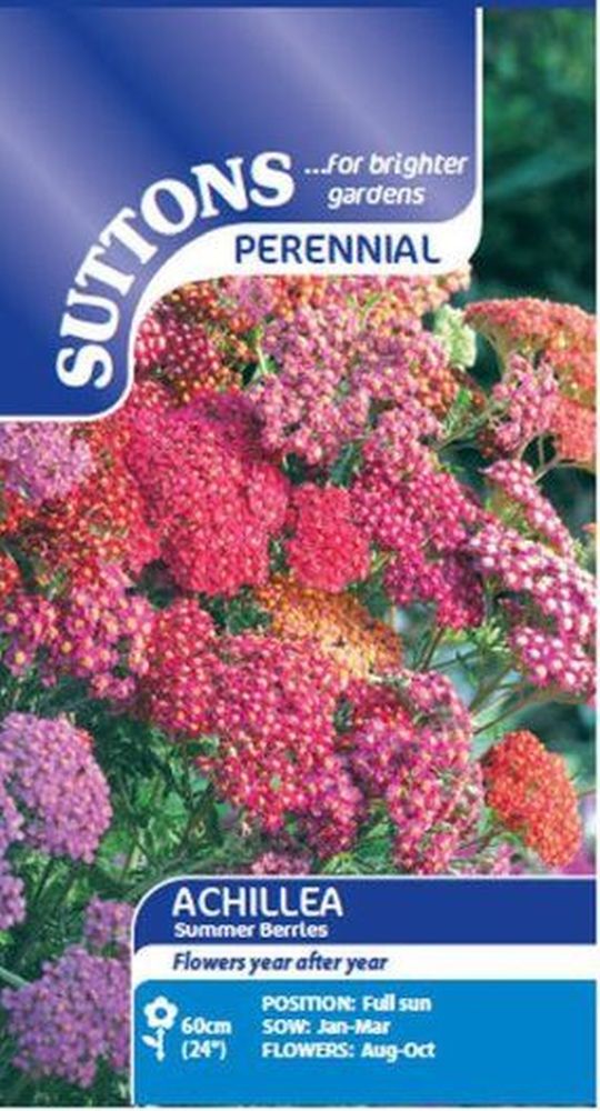 Achillea Summer Berries