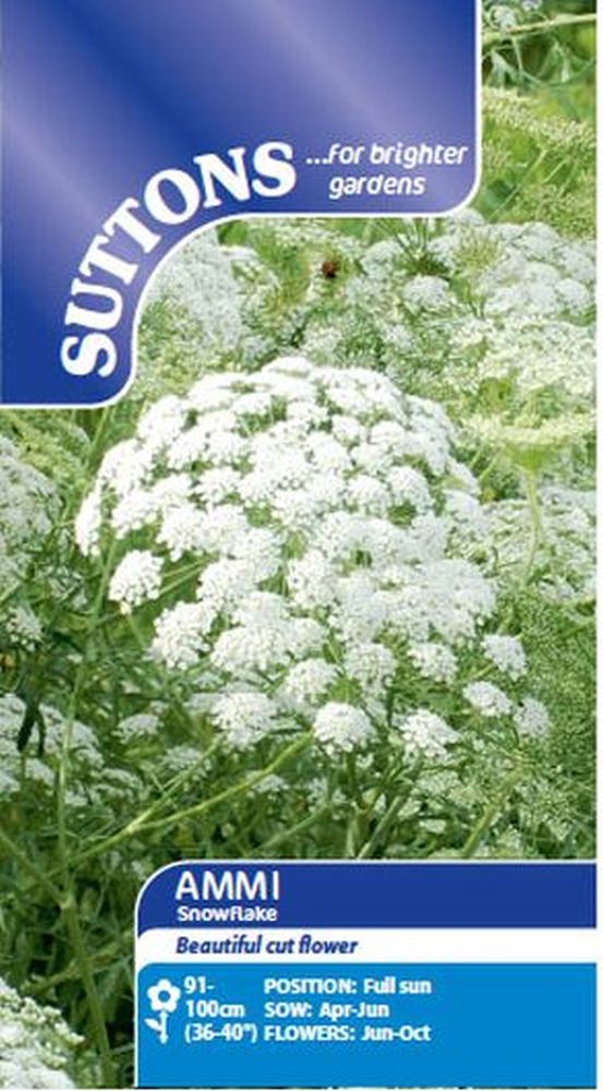Ammi Snowflake
