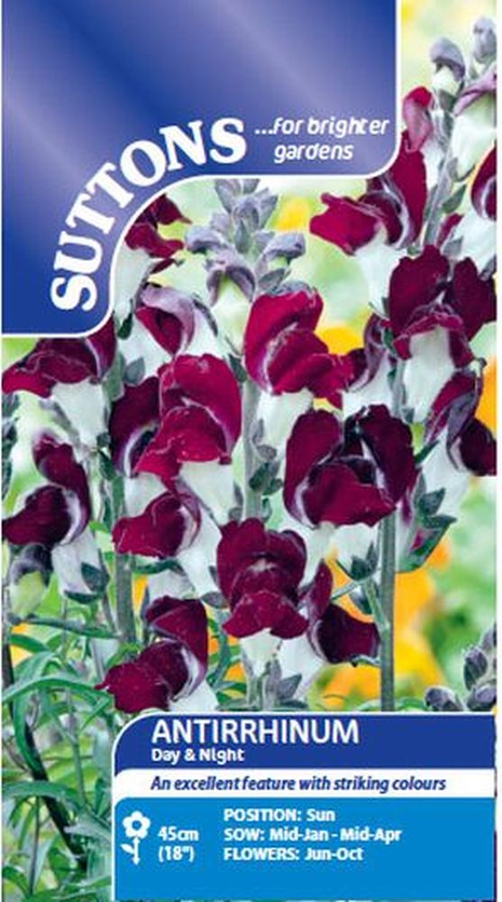 Antirrhinum Day & Night