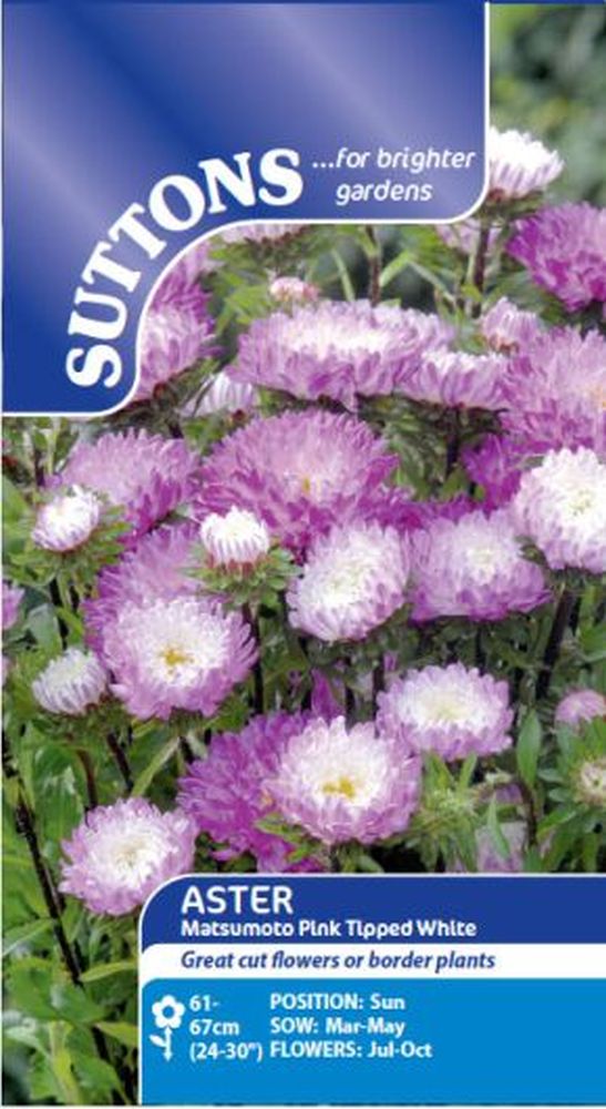 Aster Matsumoto Pink Tipped White