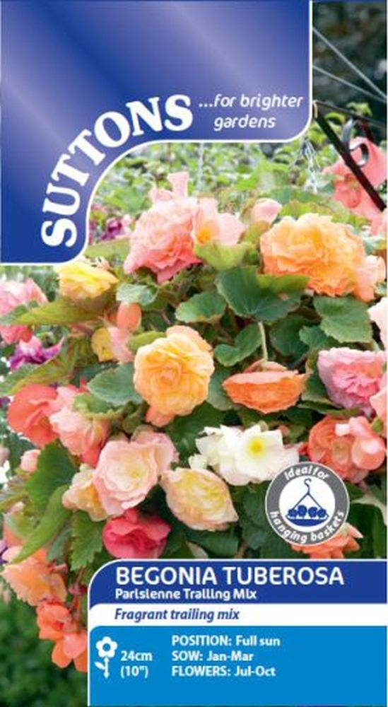 Begonia Parisienne Trailing Mix