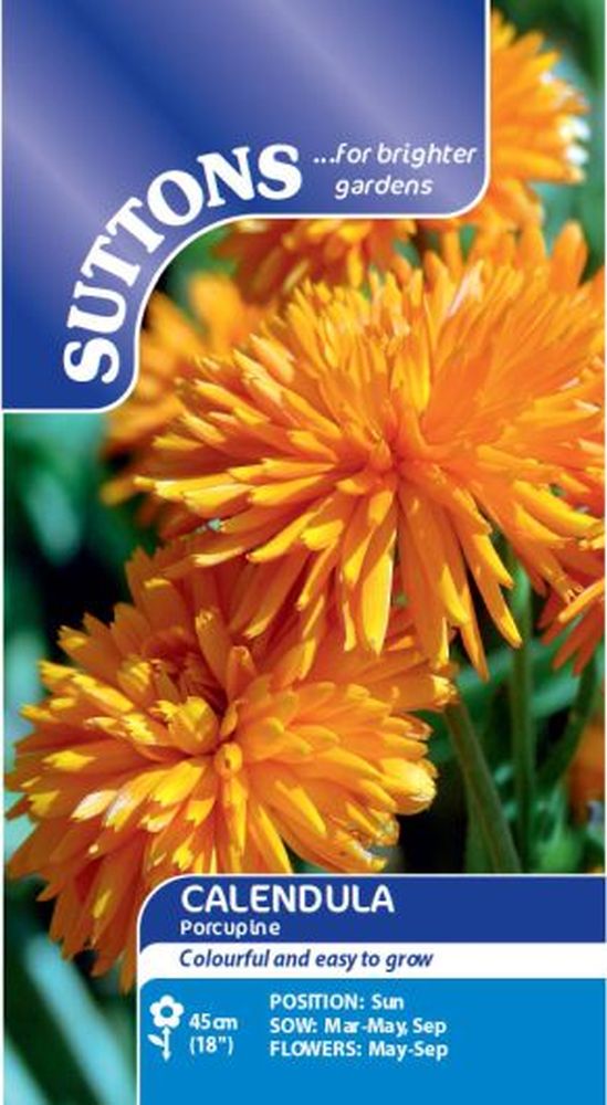 Calendula* Porcupine