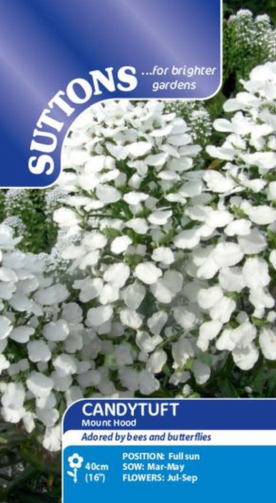 Candytuft Mount Hood