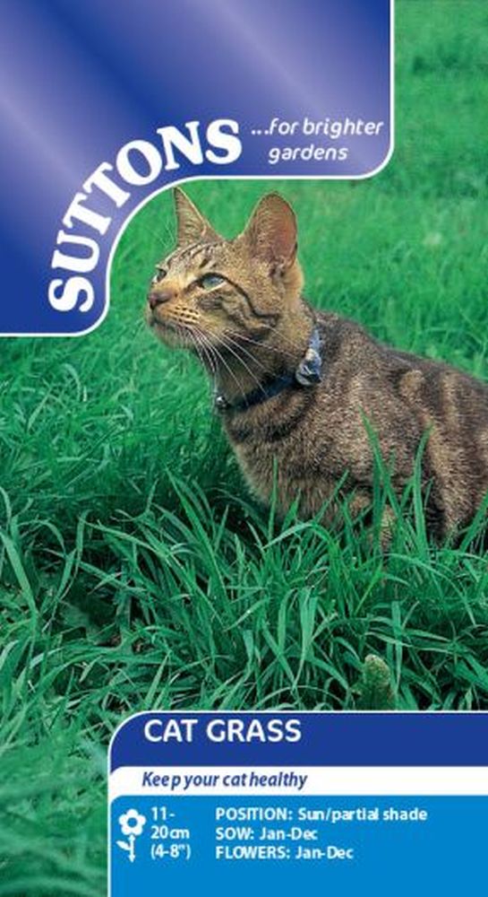 Cat Grass Seeds