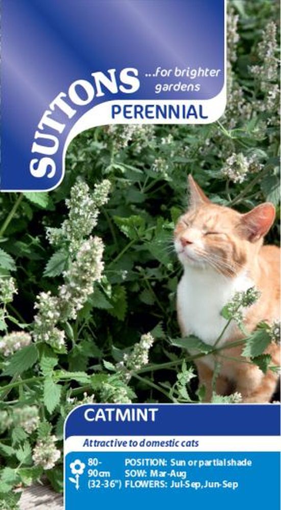Catmint