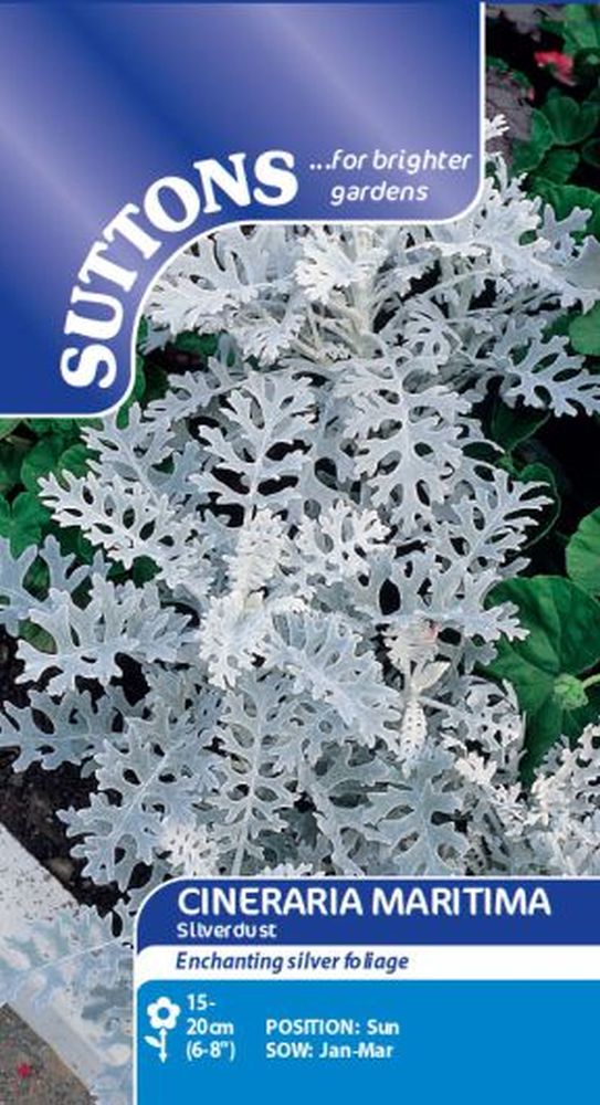 Cineraria Maritima Silverdust