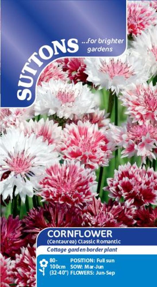 Cornflower Seeds - Classic Romantic