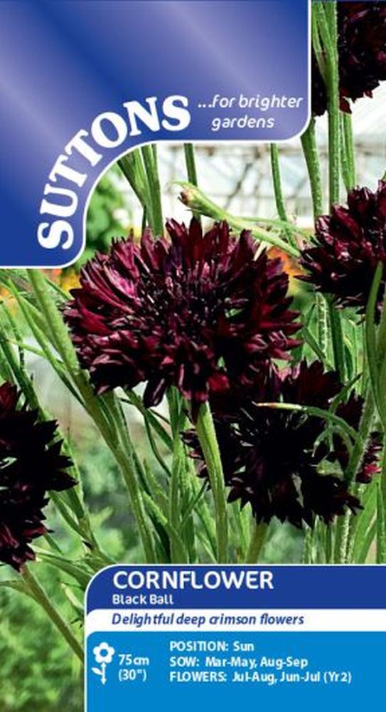Cornflower Black Ball