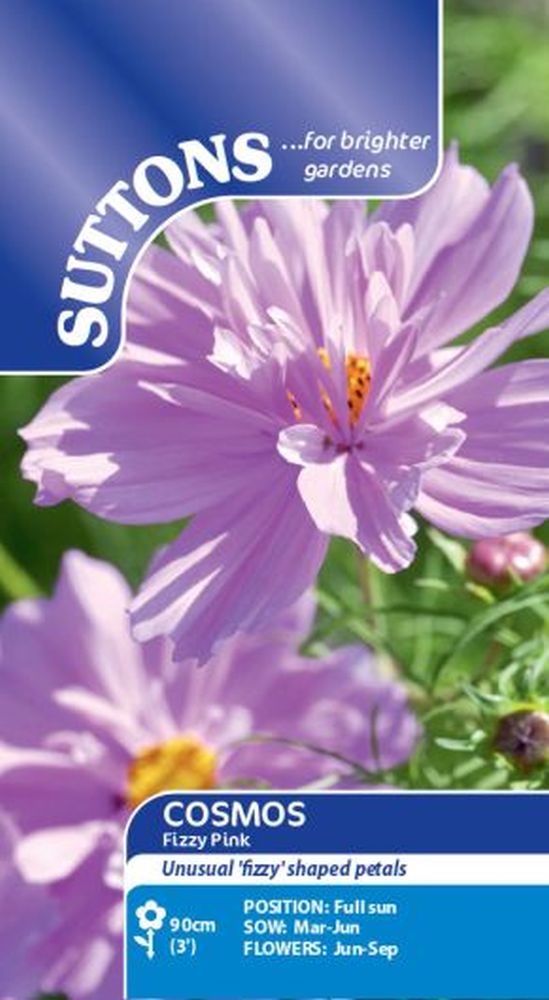 Cosmos Fizzy Pink