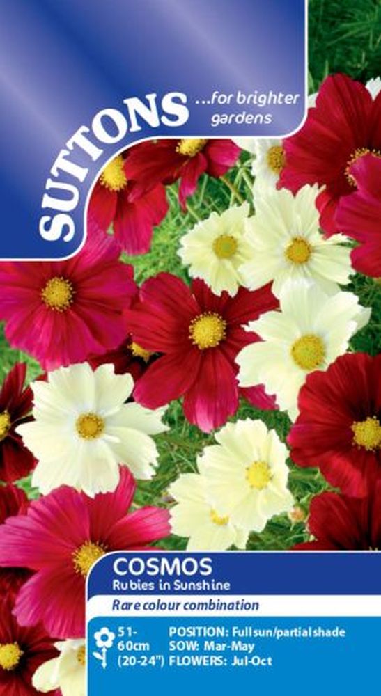 Cosmea Rubys In Sunshine