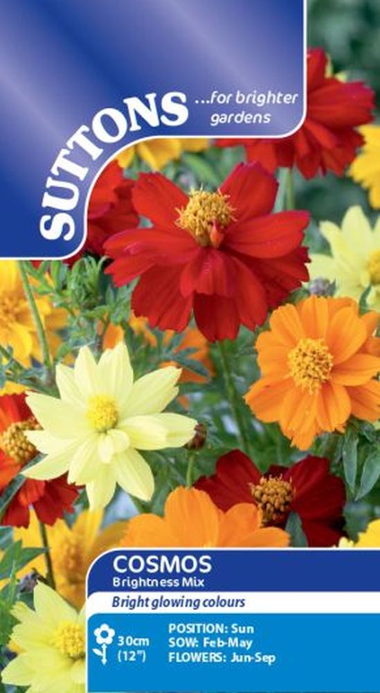 Cosmos Sulphureus Brightness Mix