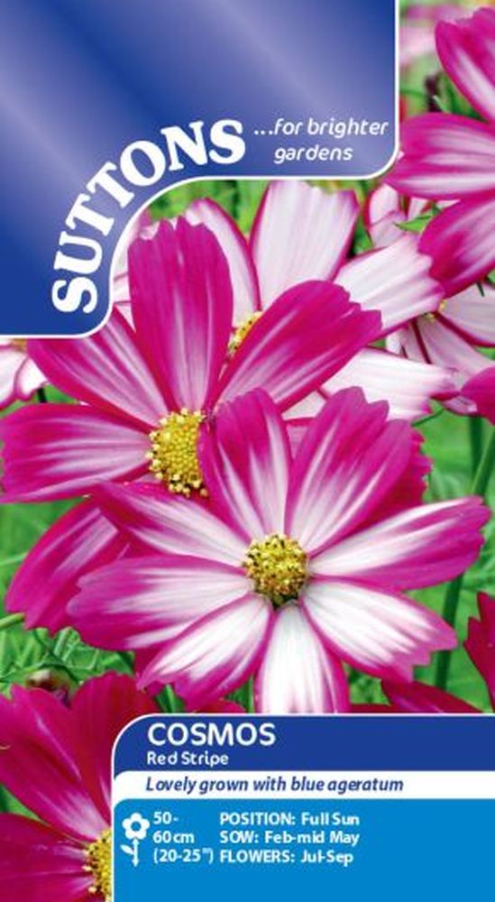 Cosmos Red Stripe