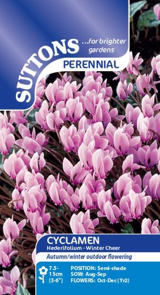 Cyclamen Hardy Seeds - Hederifolium Wint