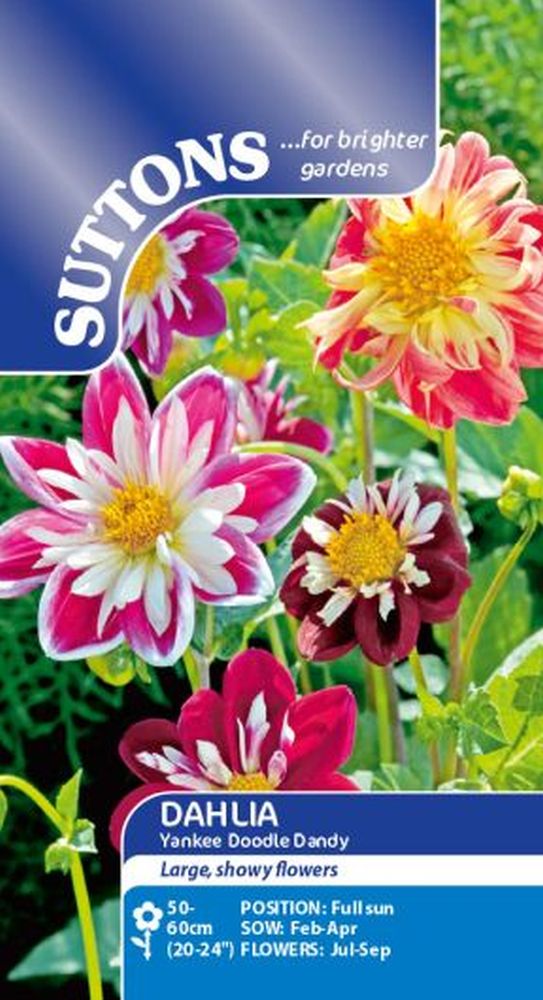 Dahlia Yankee Doodle Dandy