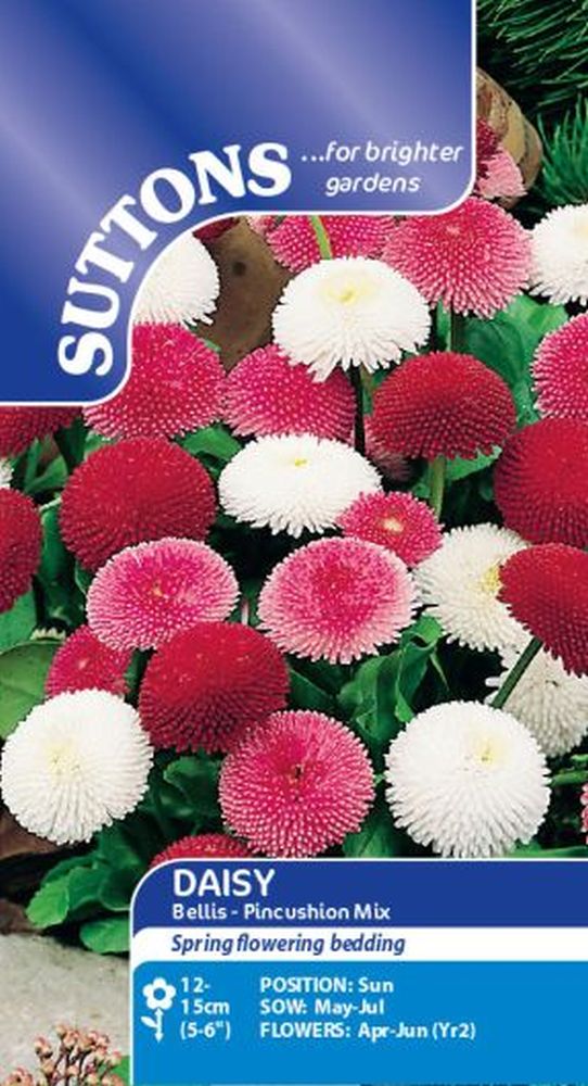 Daisy Bellis - Pincushion Mix