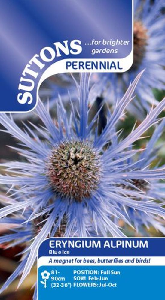 Eryngium Alpinum Blue Ice