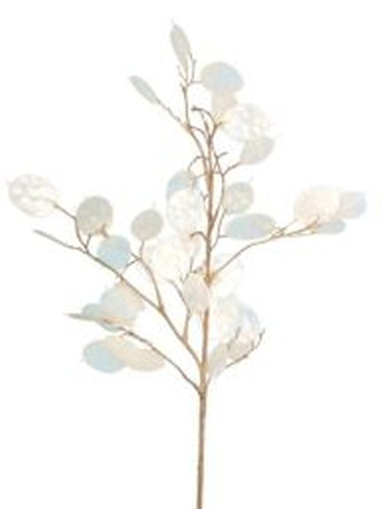 Honesty Spray x48L White-76cm