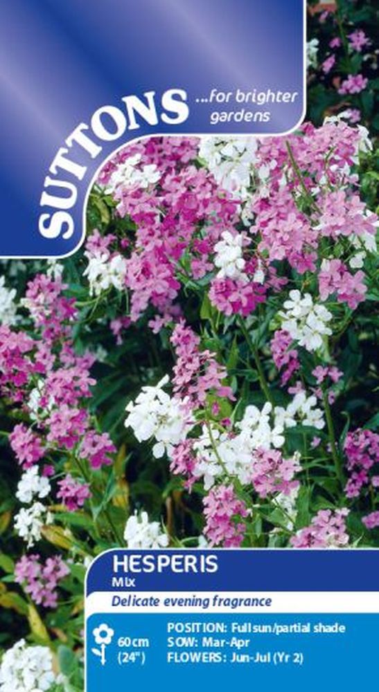 Hesperis Mix
