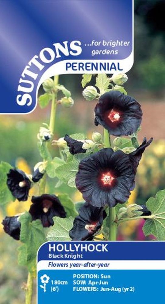 Hollyhock Black Knight