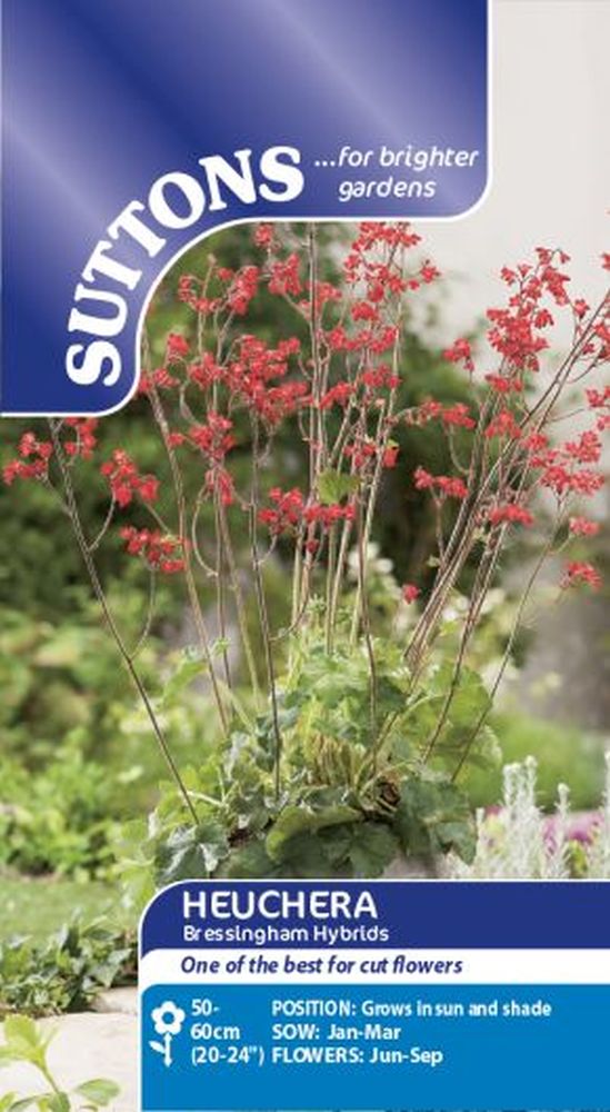 Heuchera Seeds - Bressingham Hybrids
