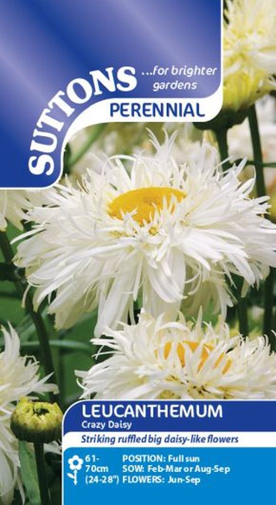 Leucanthemum Crazy Daisy