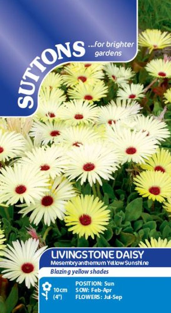 Livingstone Daisy Yellow Sunshine