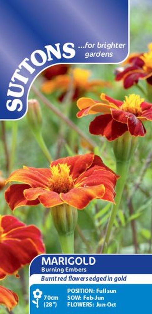 African Marigold Burning Embers