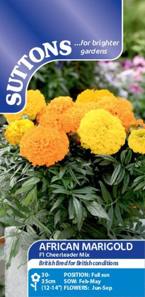 African Marigold F1 Cheerleader Mix