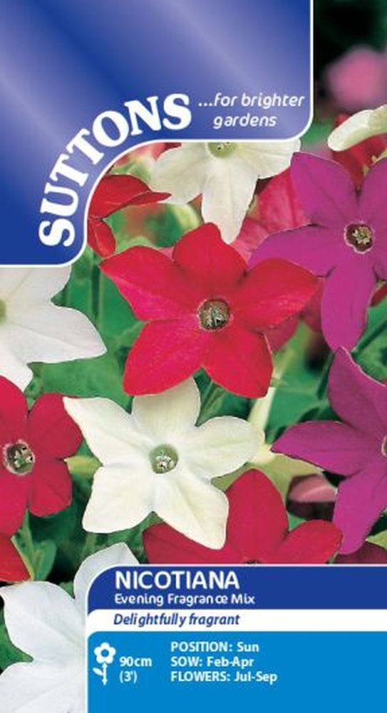 Nicotiana Evening Fragrance Mix