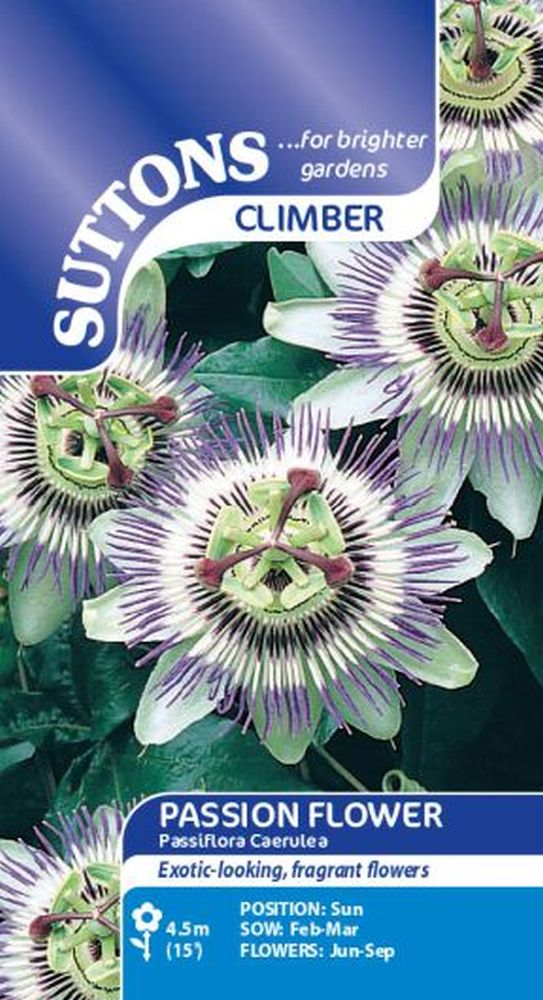 Passion Flower Passiflora Caerulea
