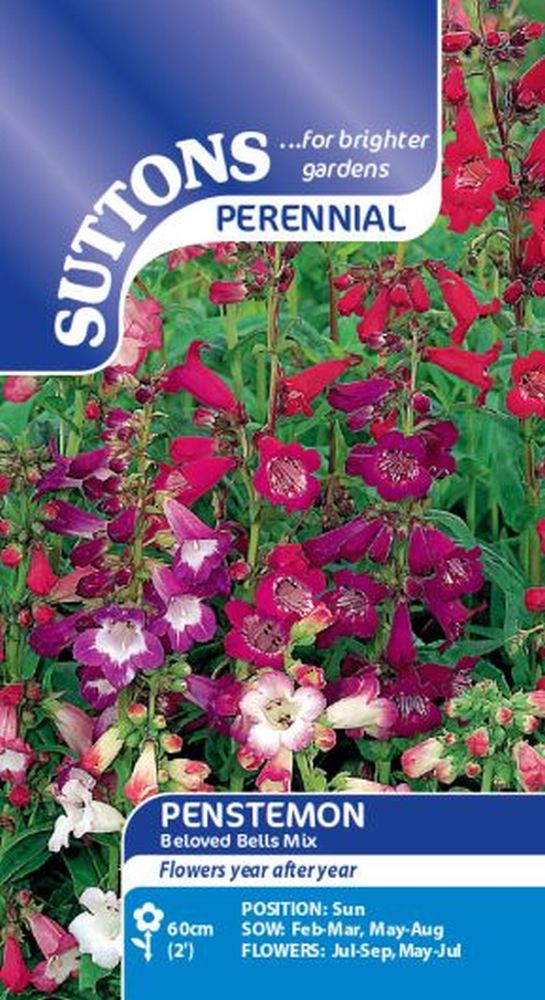 Penstemon Beloved Bells Mix