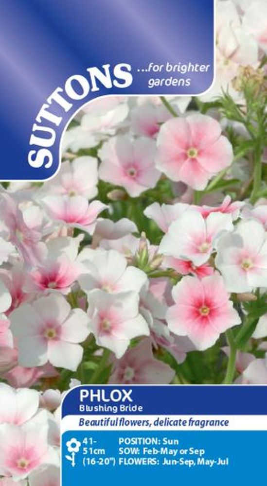Phlox Blushing Bride