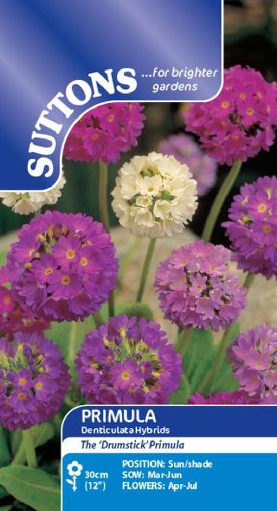 Primula Denticulata Hybrids