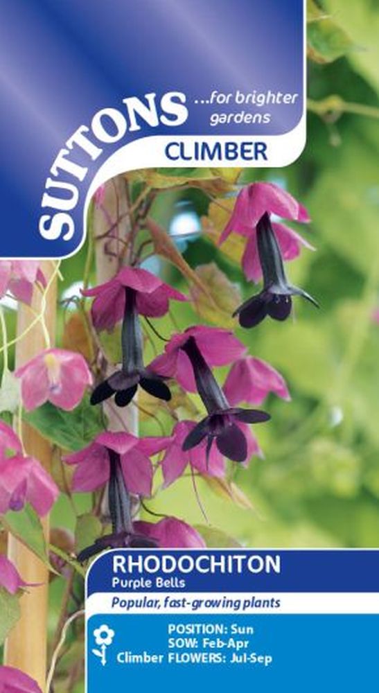 Rhodochiton Purple Bells