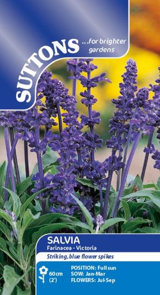 Salvia Farinacea Victoria