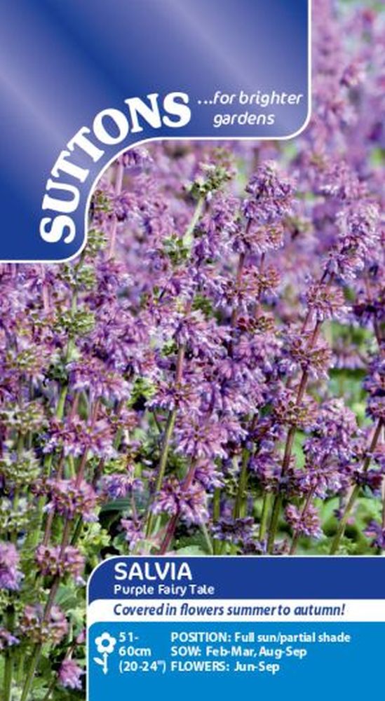 Salvia Purple Fairy Tale