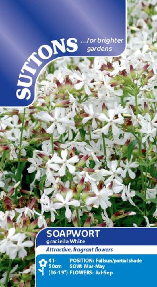 Soapwort Graciella White