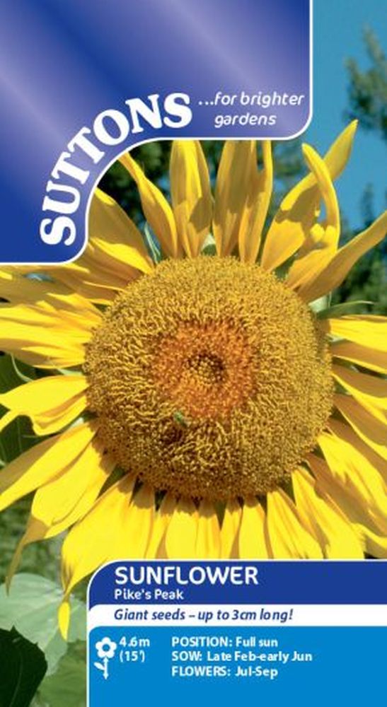 Sunflower Pikes Peak