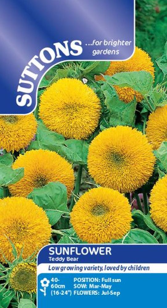 Sunflower Seeds - Teddy Bear